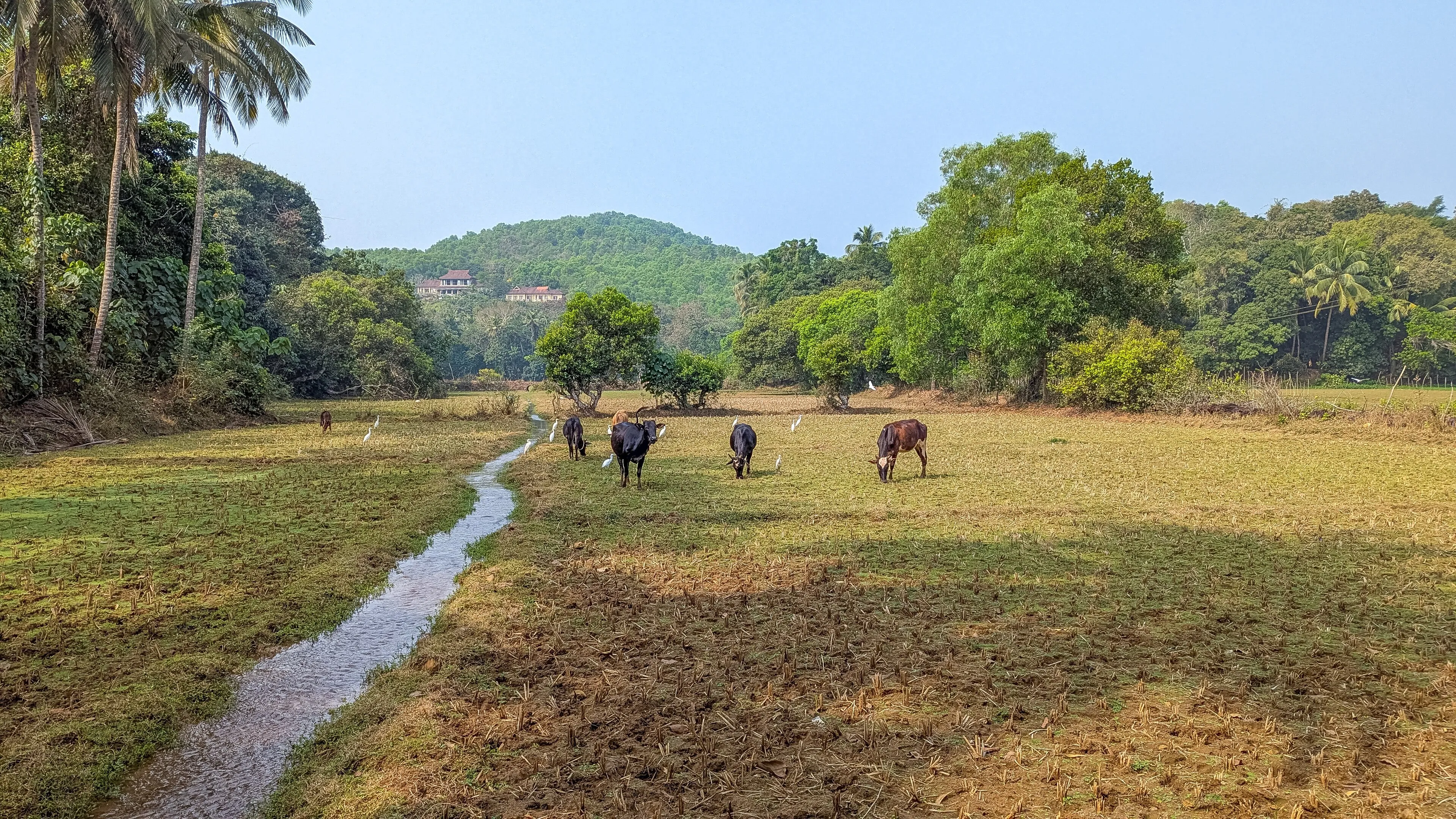 Bandipur Safari Lodge — Bandipur National Park