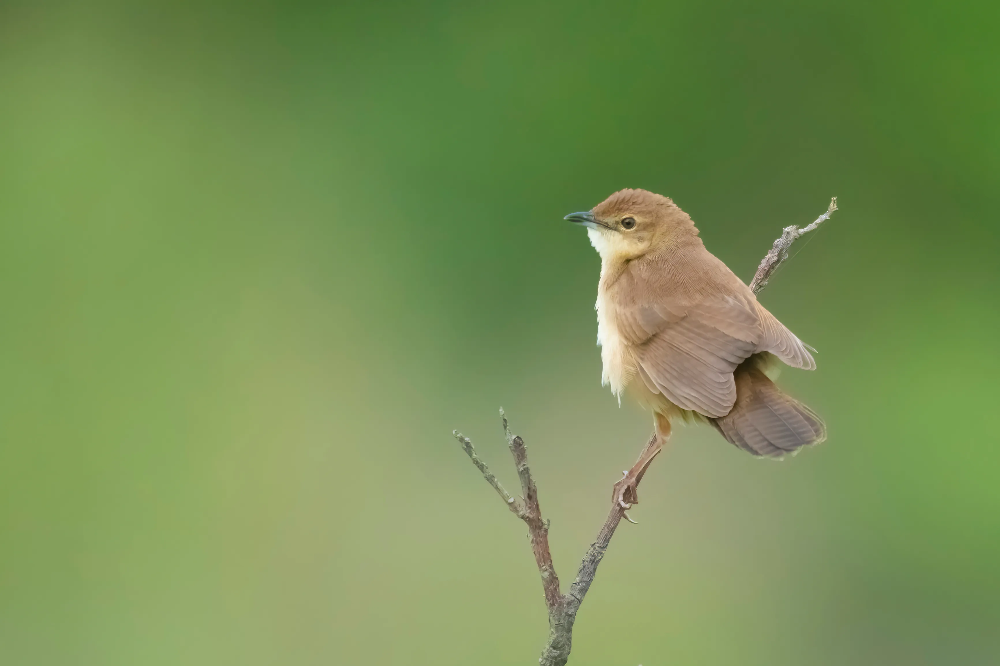 K Gudi Wilderness Camp — BRT Wildlife Sanctuary